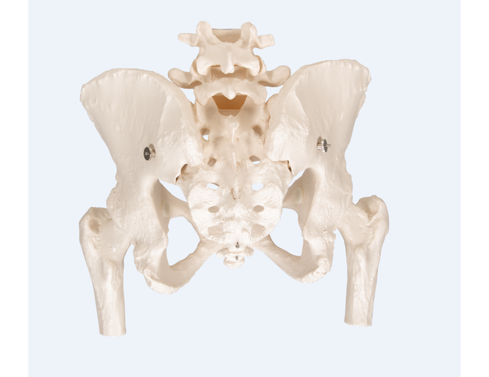 Anatomisch model - vrouwelijk bekken + beweegbare femurkoppen