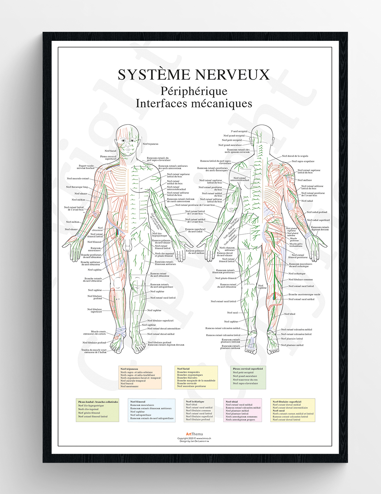 Set de 2 posters Dermatomes  - laminé - 60 x 90 cm